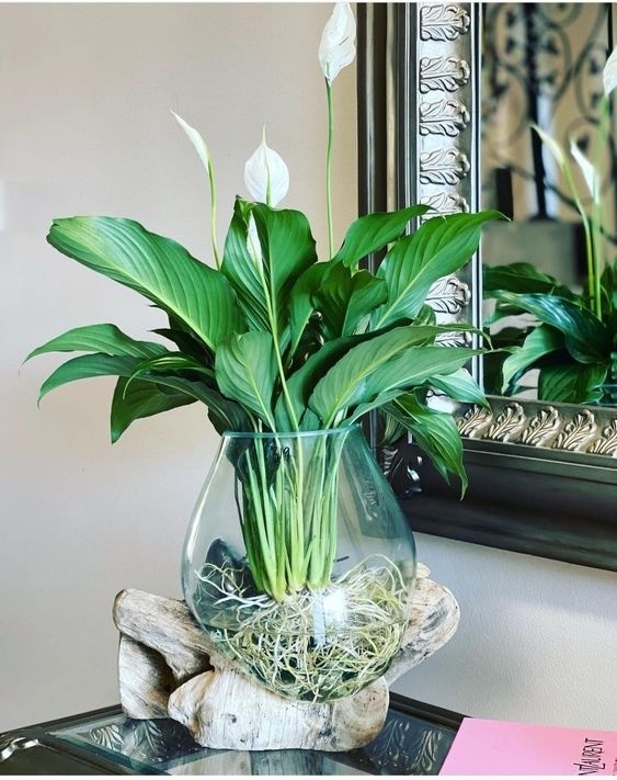 Peace Lily plant with dark green leaves and distinctive white spathes growing in a clear glass vase of water