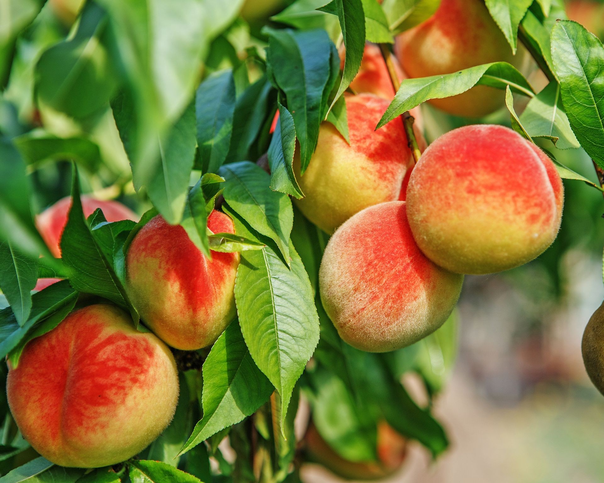 Peach tree branches bending under the weight of ripe peaches