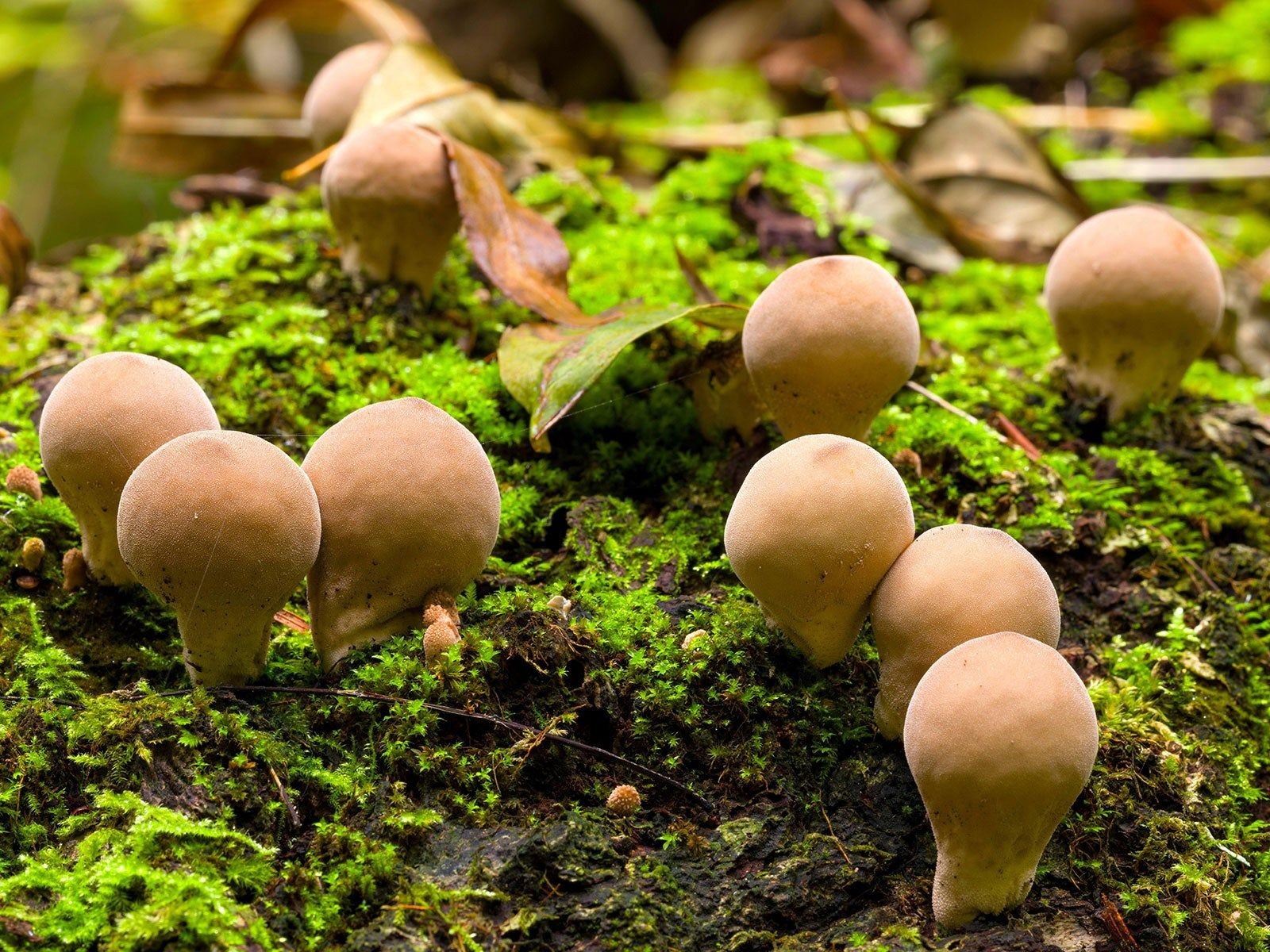 Pear-shaped puffball fungi mushrooms growing in garden mulch