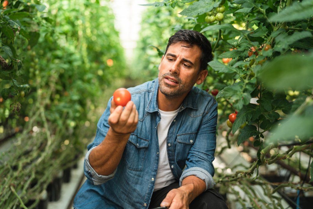 Person examining a fresh, ripe tomato held in their hand