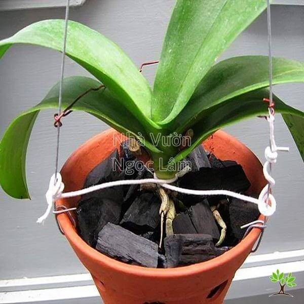 Phalaenopsis orchid growing in a pot filled with charcoal pieces