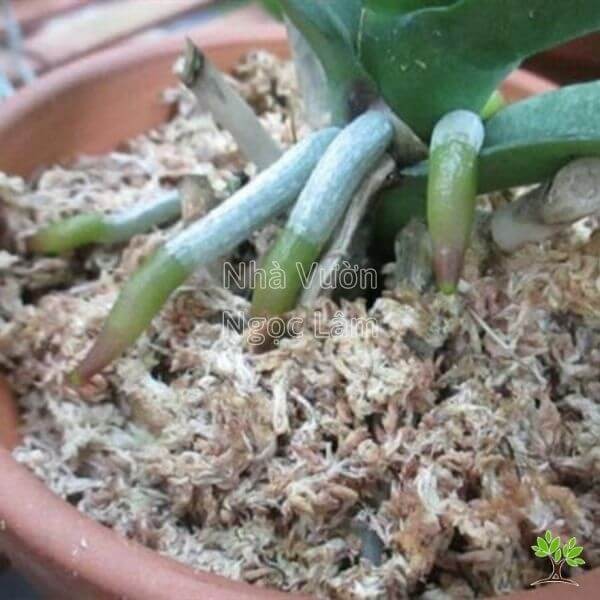 Phalaenopsis orchid plant potted in sphagnum moss in a clear plastic pot