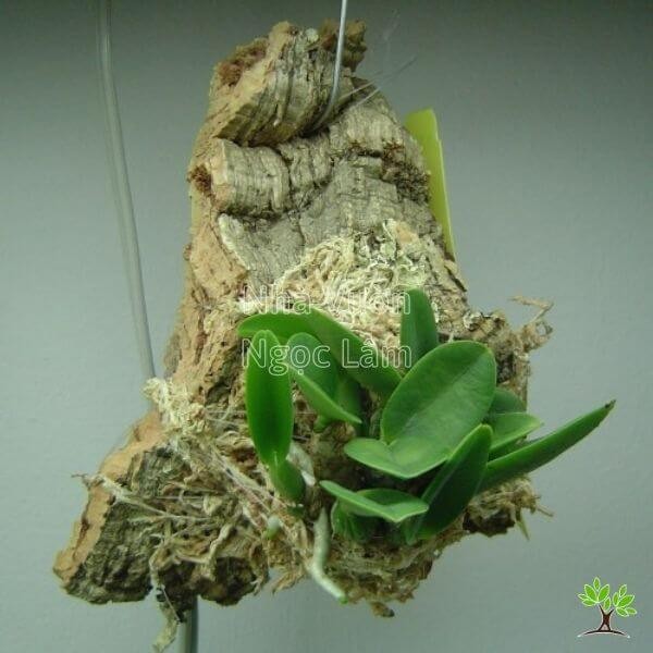 Phalaenopsis orchid potted in bark mix with visible roots