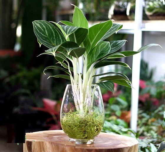 Philodendron White Princess with characteristic patterned leaves growing in a glass vase of water