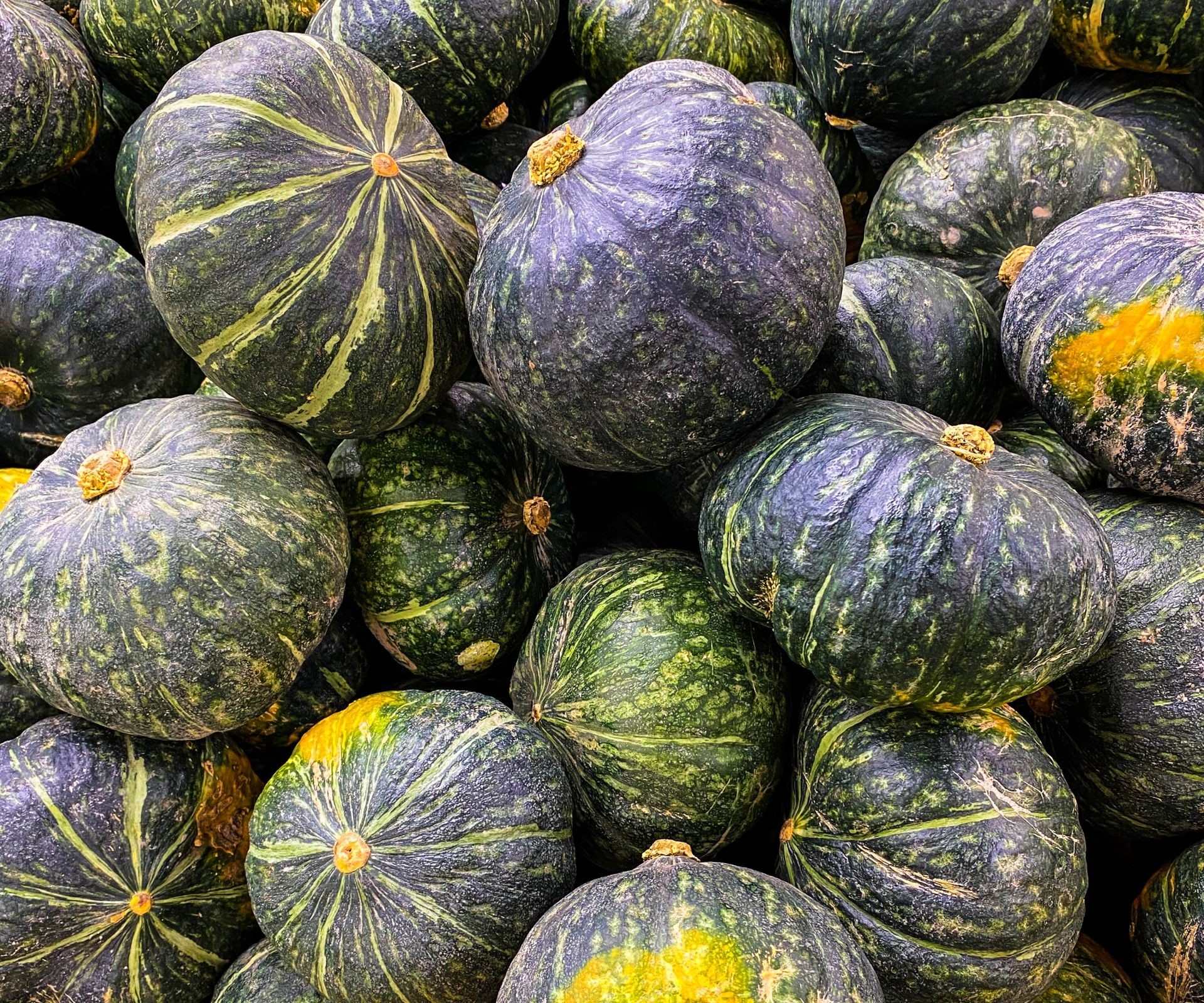 Pile of dark green kabocha squash