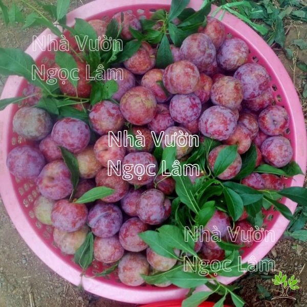 Pile of dark red Hau Plums, a specialty fruit from Moc Chau, Northern Vietnam