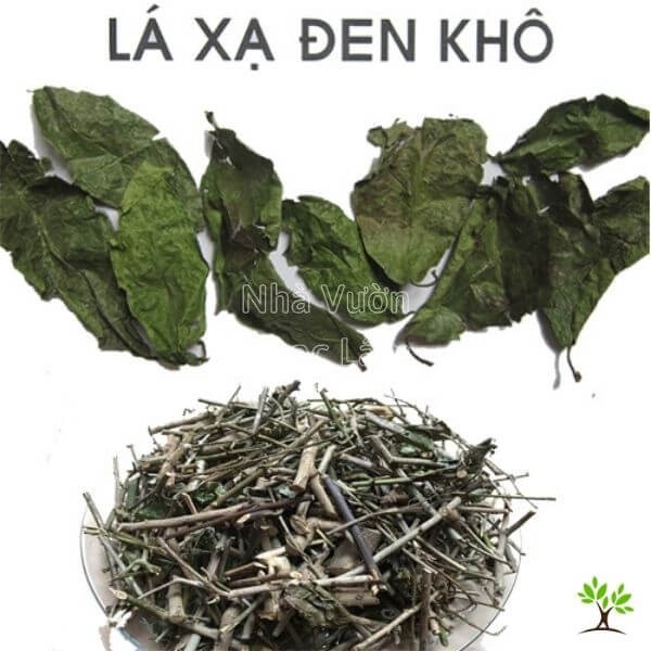 Pile of fresh Celastrus hindsii (Xa Den) leaves and stems, vibrant green and ready for preparation as traditional herbal medicine.