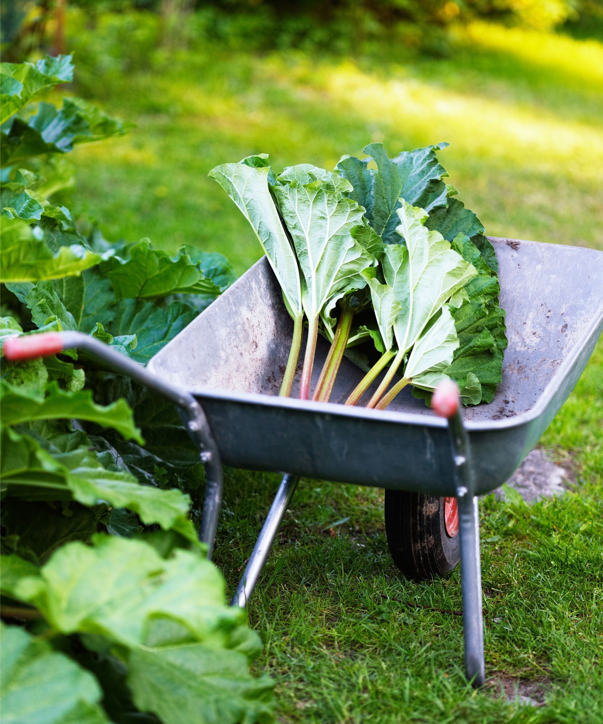 Pile of fresh rhubarb stalks in a wheelbarrow after harvesting.