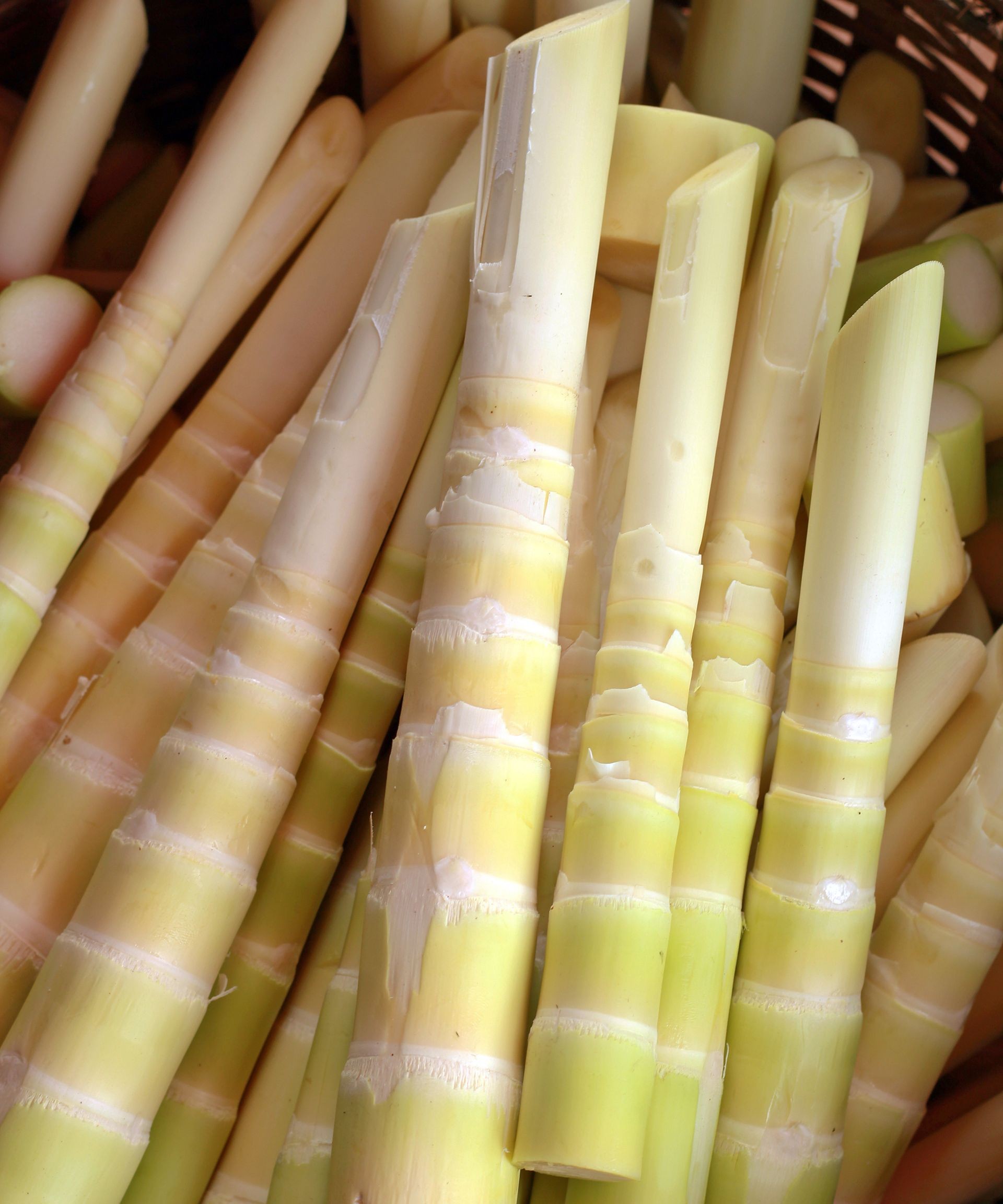 Pile of freshly harvested bamboo shoots in a woven basket