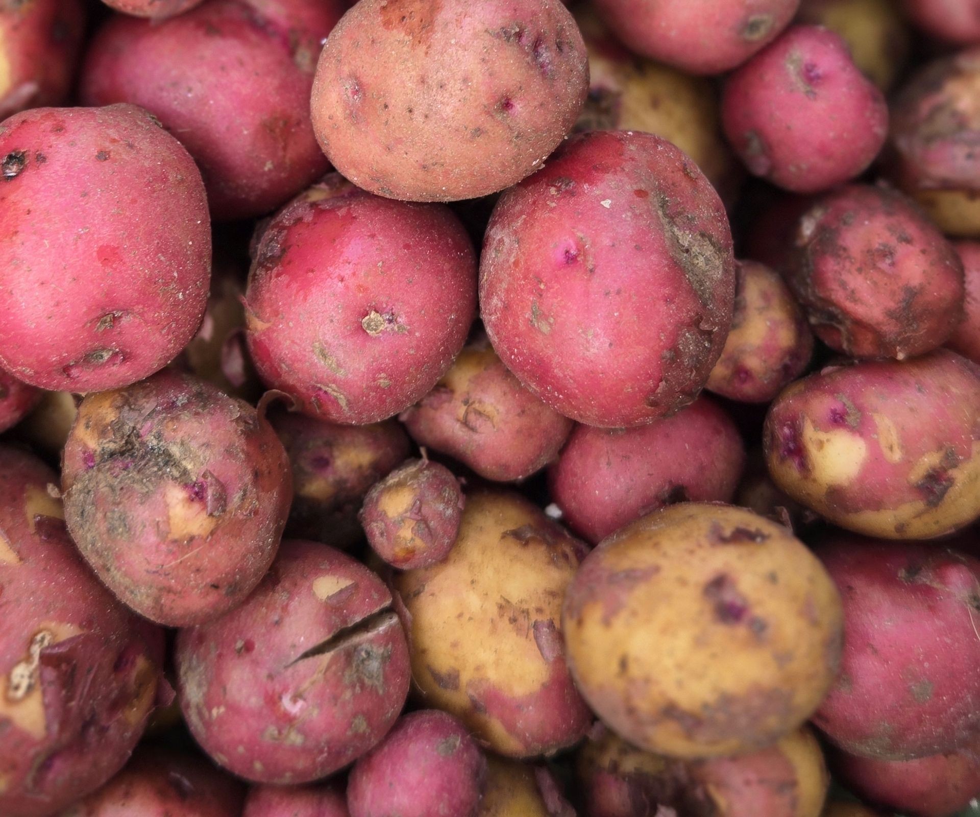 Pile of Red Bliss Triumph heirloom potatoes with vibrant red skin
