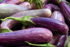 Pile of ripe purple eggplants, checking for seediness