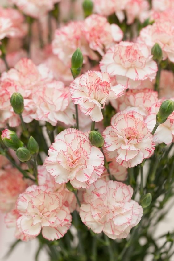 Pink and white Carnation flowers (Hoa Cẩm Chướng) showing their ruffled petals.