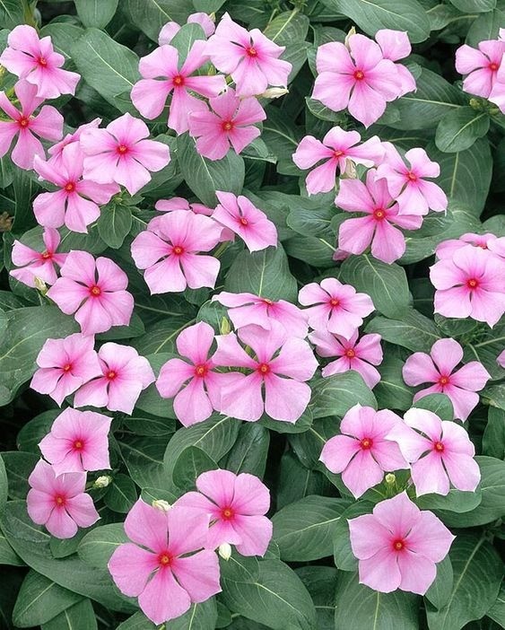 Pink and white Periwinkle flowers blooming among green leaves, showing its suitability as a hardy groundcover.