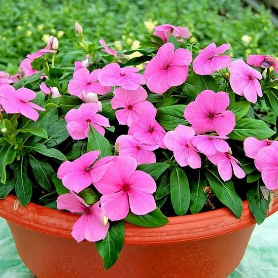 Pink and white periwinkle flowers with dark centers blooming in a garden bed.