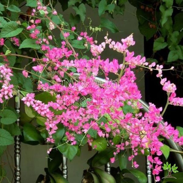 Pink Antigonon flowers climbing on a structure
