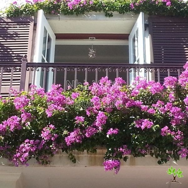 Pink Bougainvillea cascading over a balcony railing