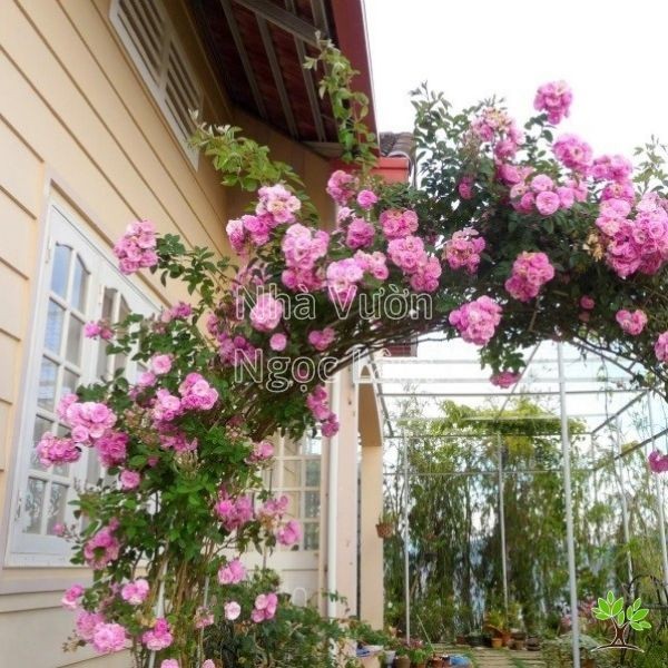 Pink Climbing Roses blooming on a trellis