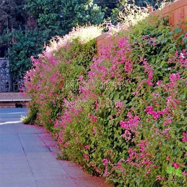 Pink Coral Vine flowers in heart shapes