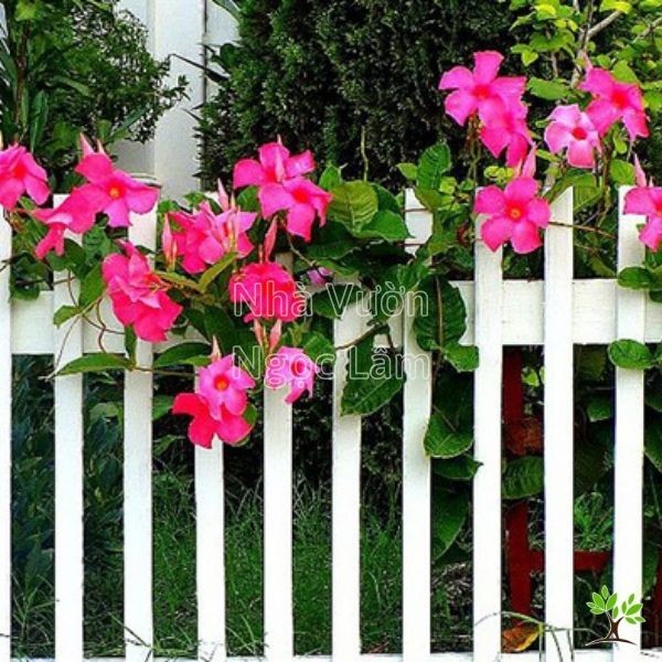 Pink Mandevilla flowers blooming in a pot