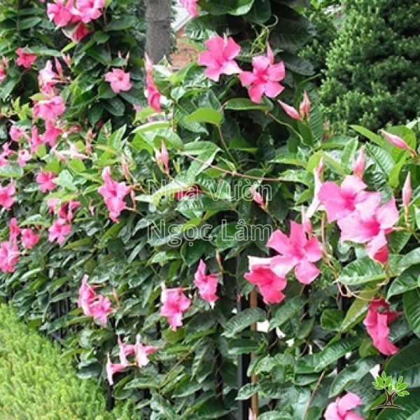 Pink Mandevilla flowers climbing a trellis