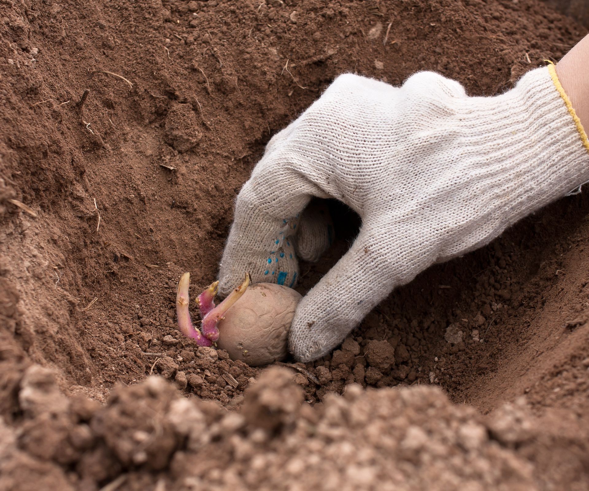 Planting a sprouted potato piece into prepared garden soil
