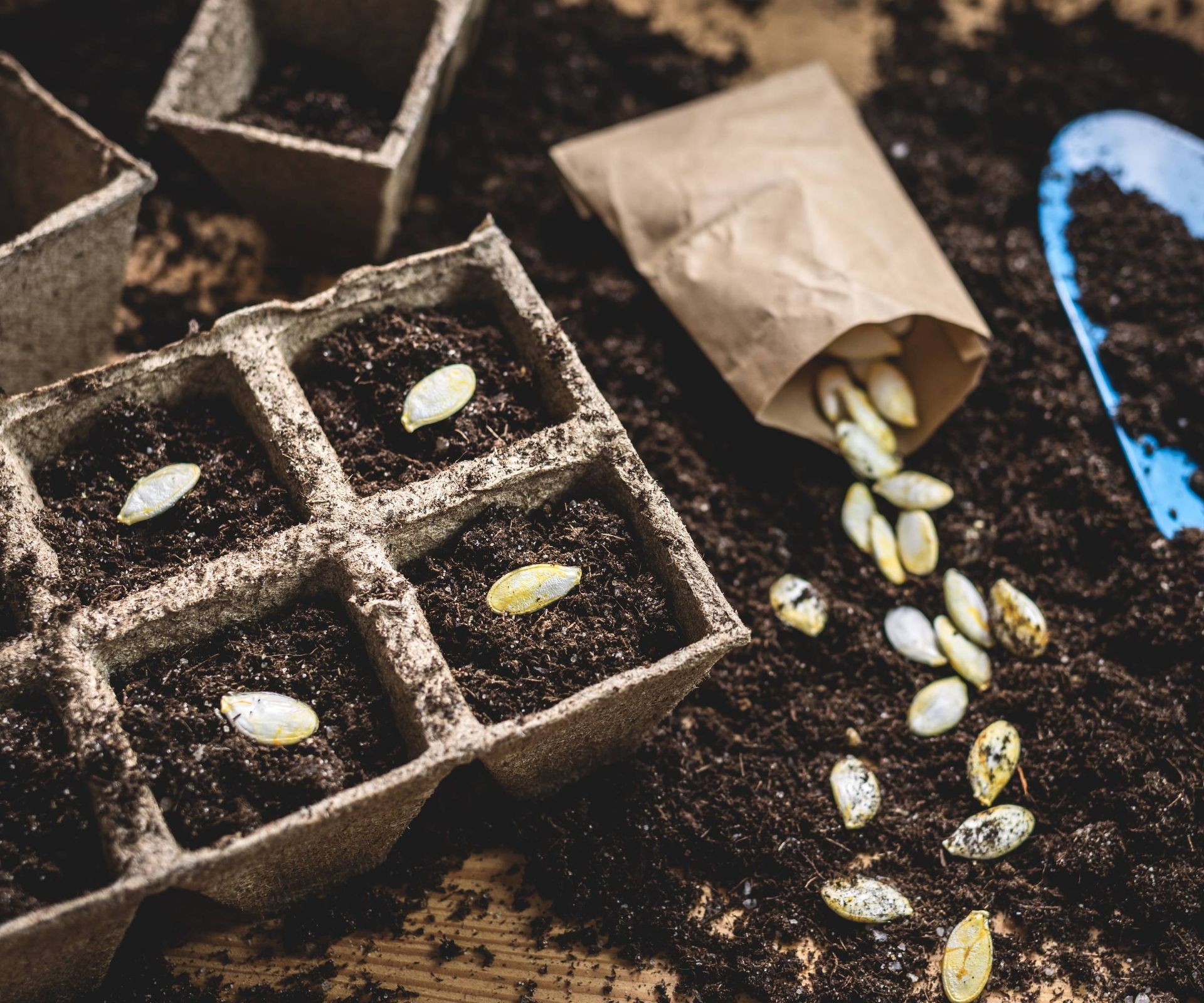 Planting saved pumpkin seeds in soil for next year's harvest.