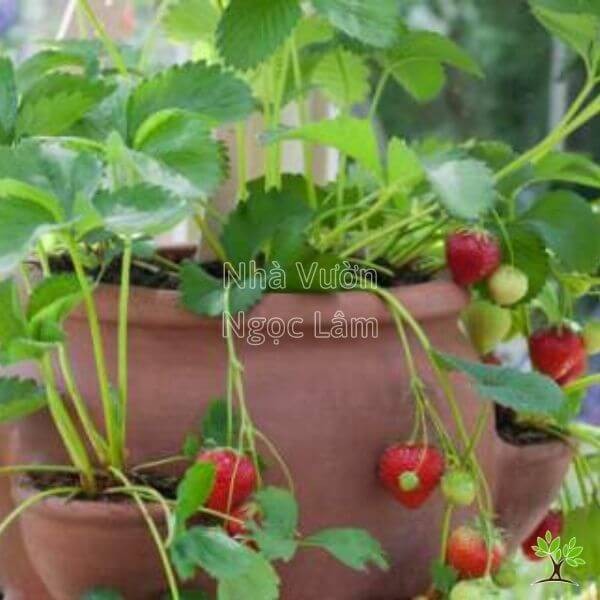 planting-strawberry-seedlings