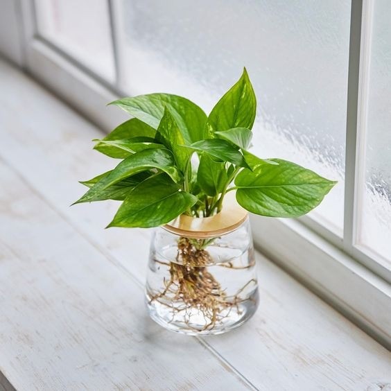 Pothos plant with heart-shaped green leaves growing in a glass jar filled with water