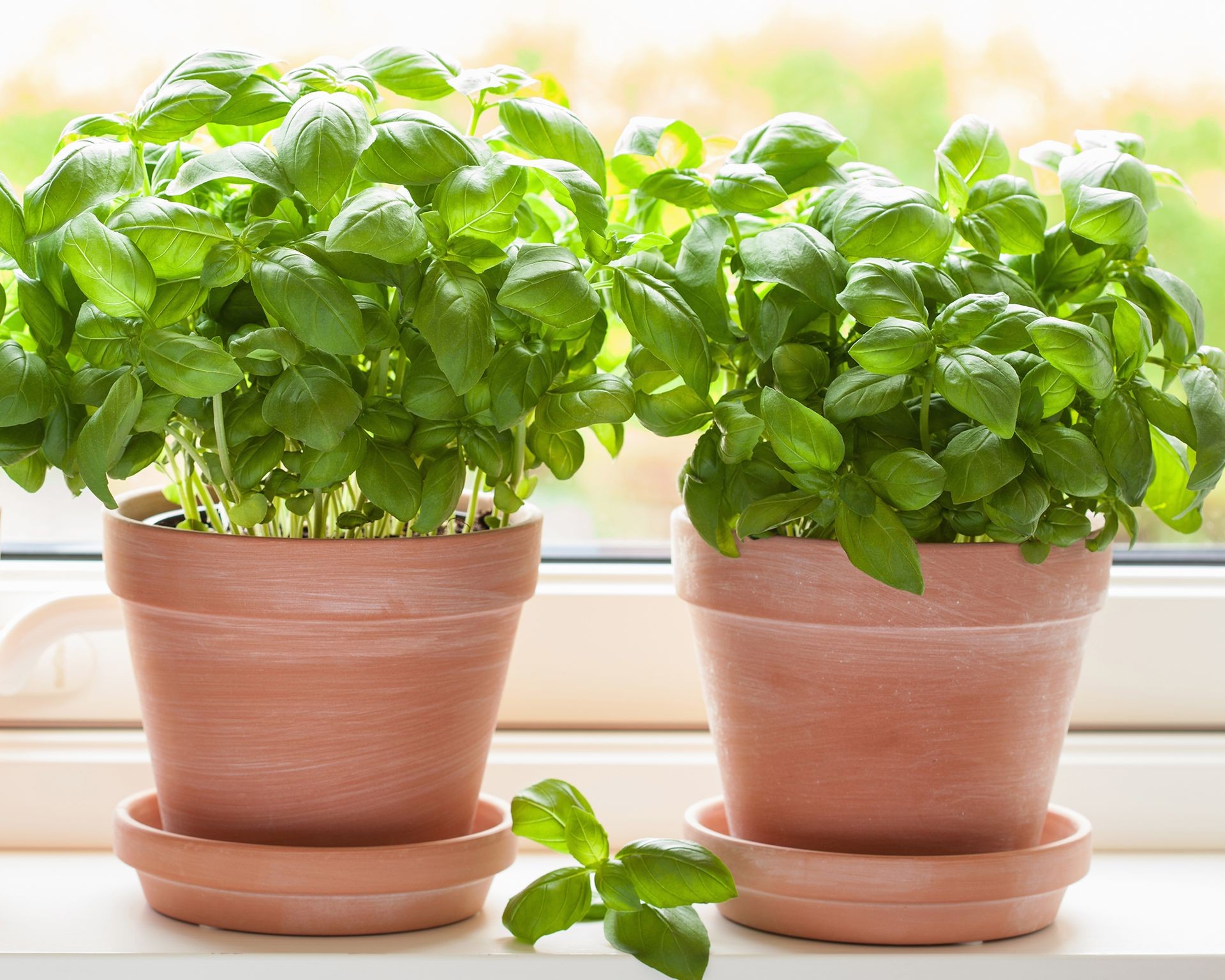 Potted basil plants growing indoors on the windowsill with sunlight.