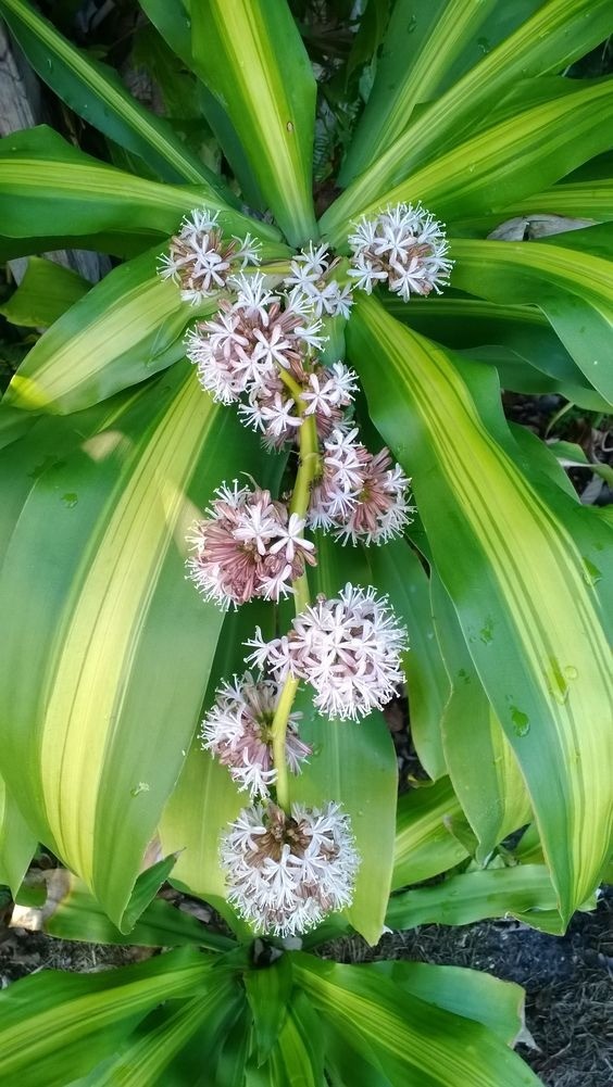 Potted Dracaena fragrans houseplant with striped leaves