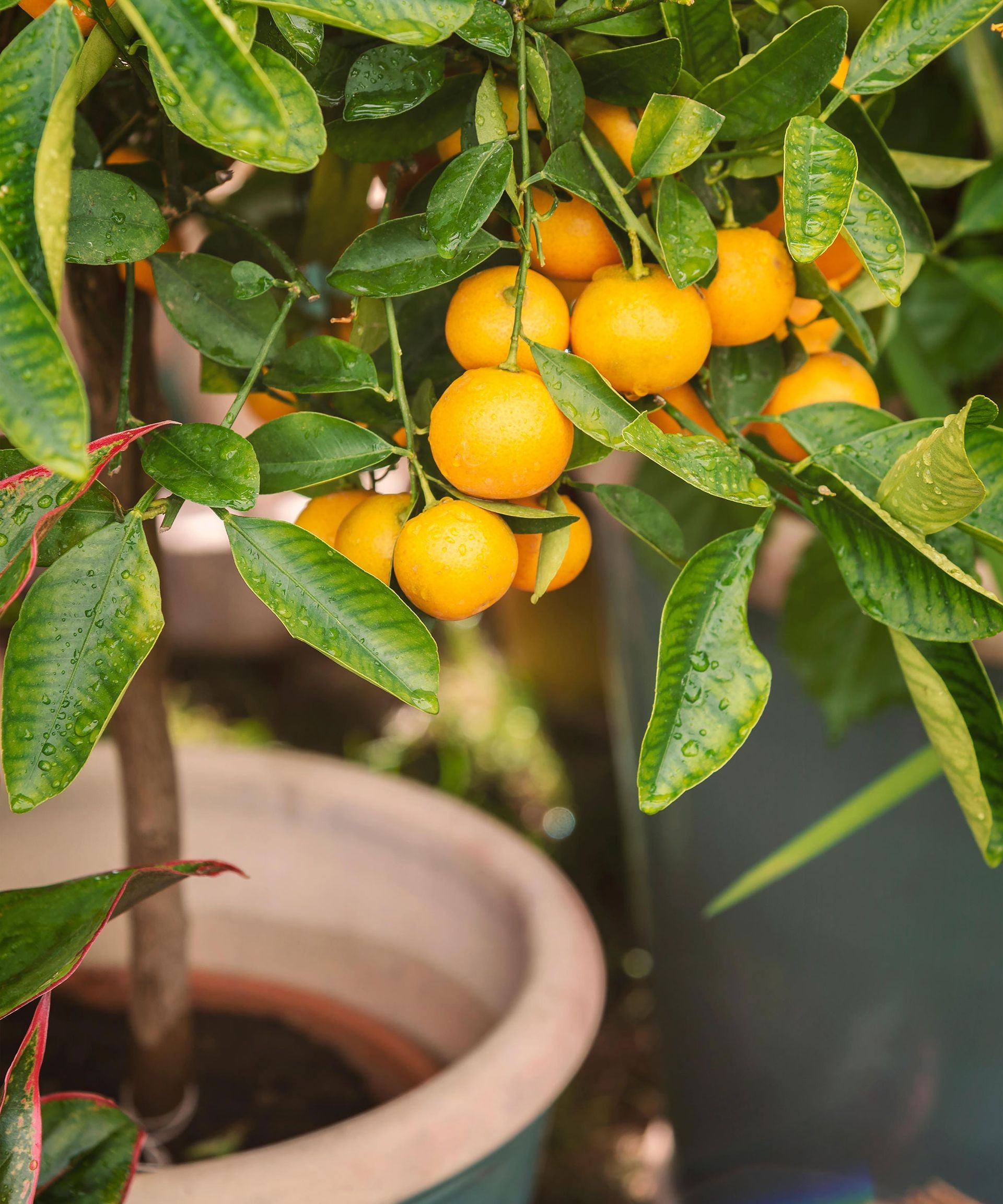 potted dwarf orange tree