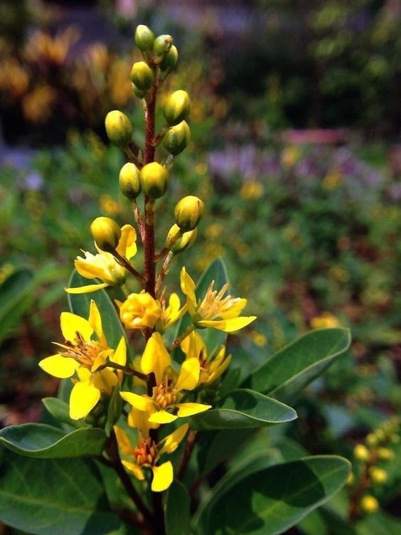 Potted Firecracker Flower (Crossandra) houseplant with bright orange blooms
