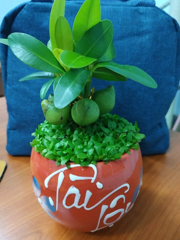 Potted Money Tree houseplant with dense green leaves
