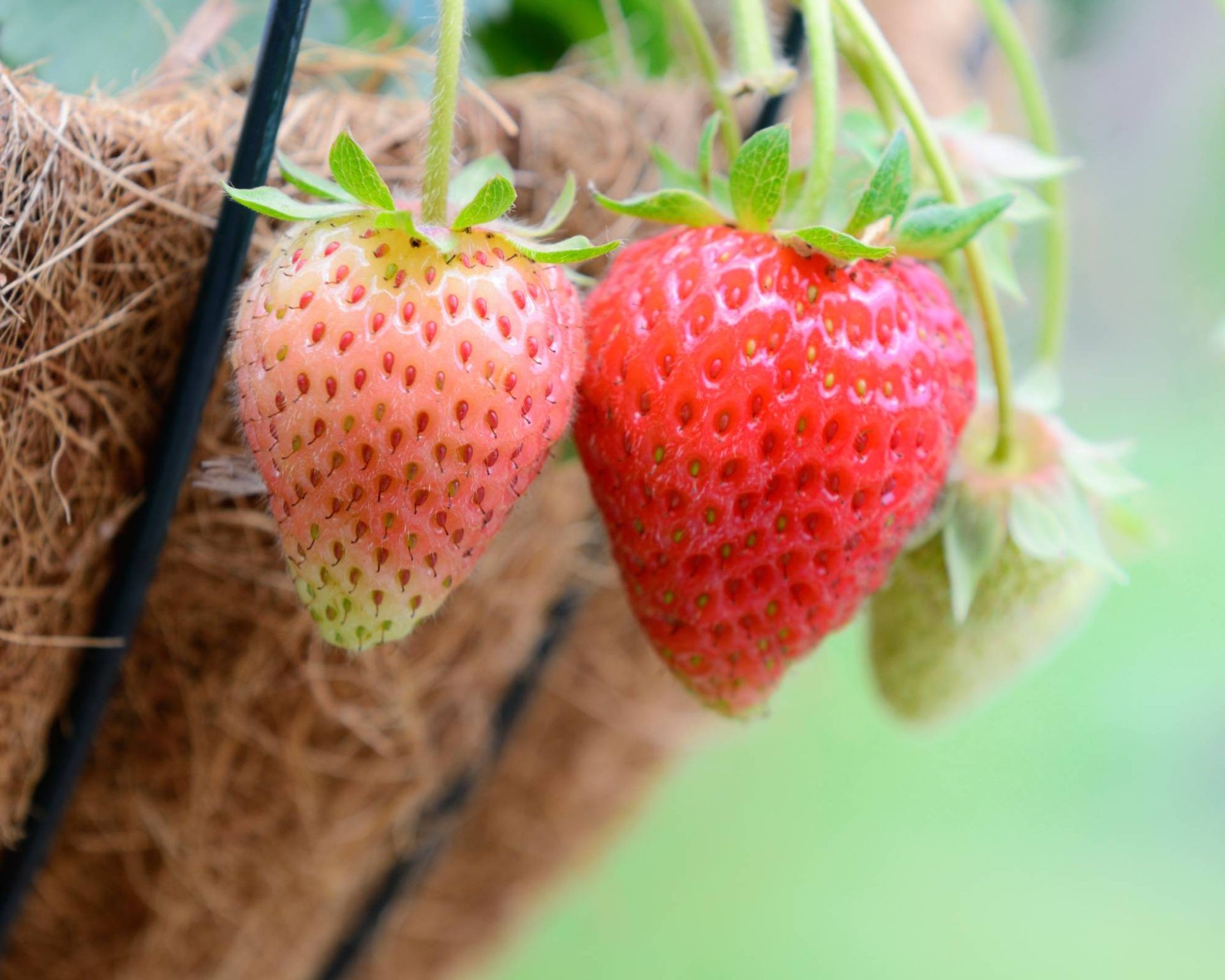 Preparing a wire hanging basket by inserting a natural coco coir liner