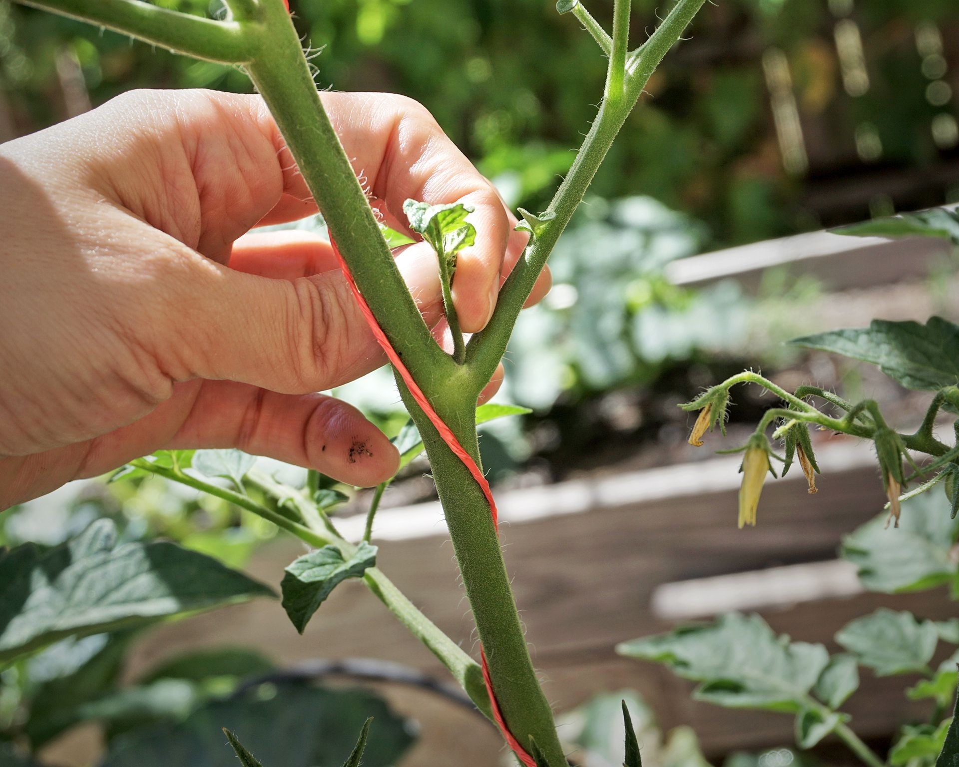 Proper technique for pinching out suckers on tomato plants