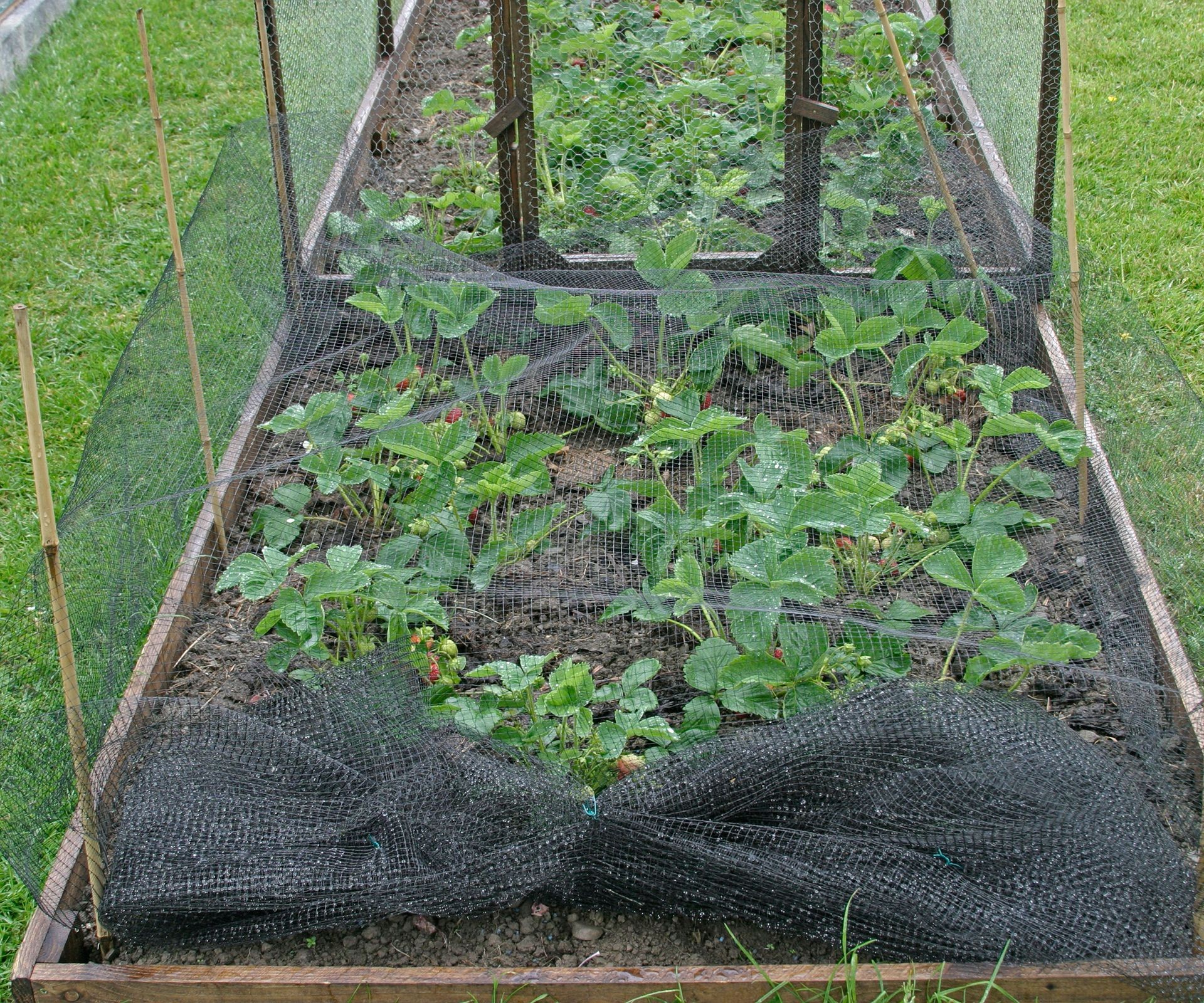 Protective netting covering strawberry plants to deter birds