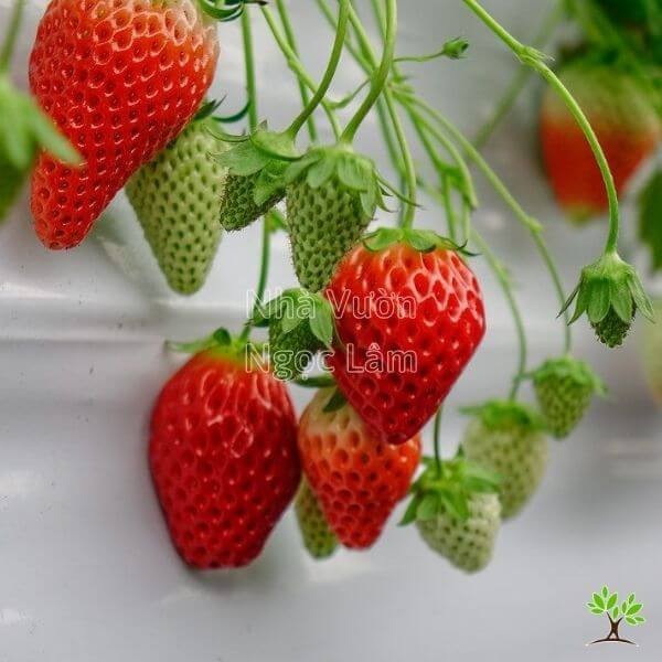 pruning-strawberry-plant
