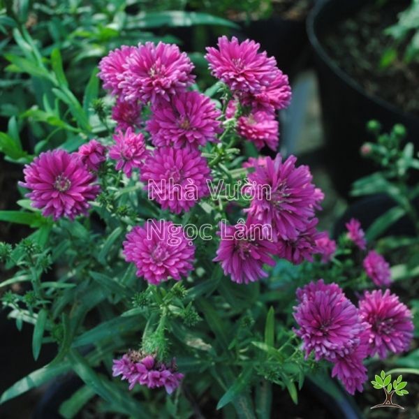 Purple Aster flowers with yellow centers in a pot on a balcony
