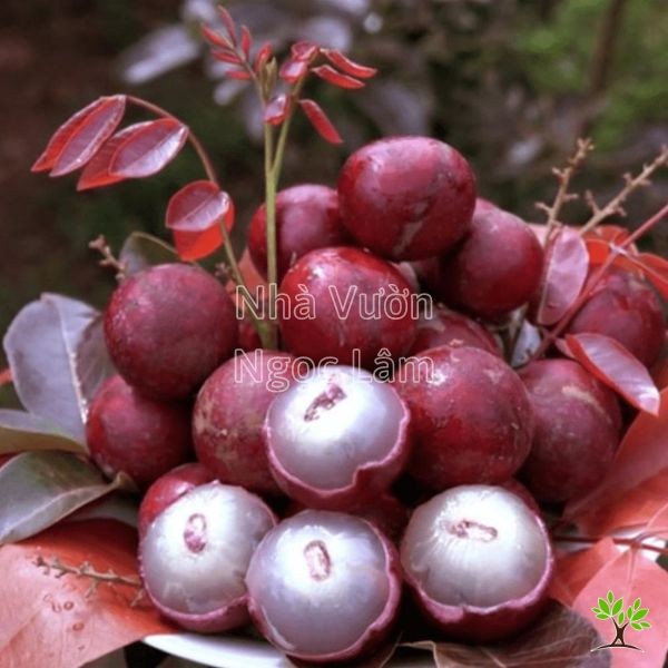 Purple Longan fruit