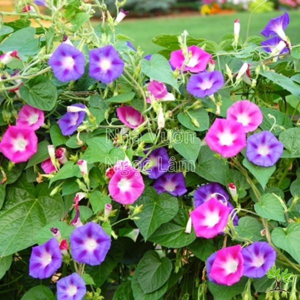 Purple Morning Glory flowers blooming in the morning sun