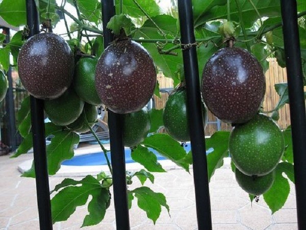 Purple passion fruit hanging from a vine