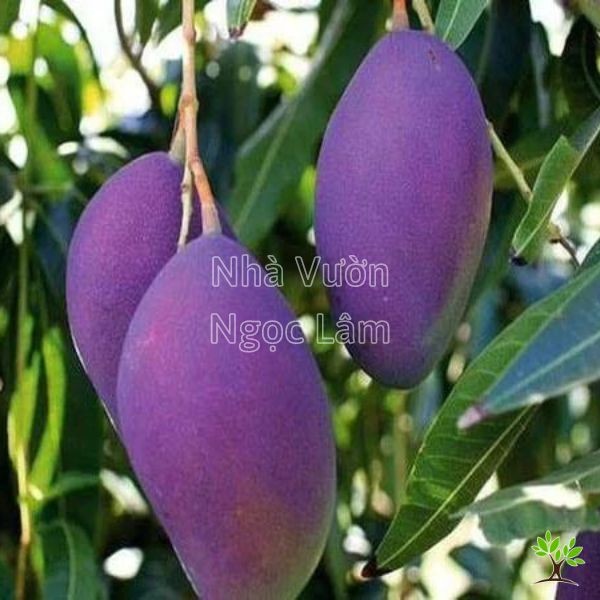Purple-skinned mangoes, a visually appealing tropical fruit variety