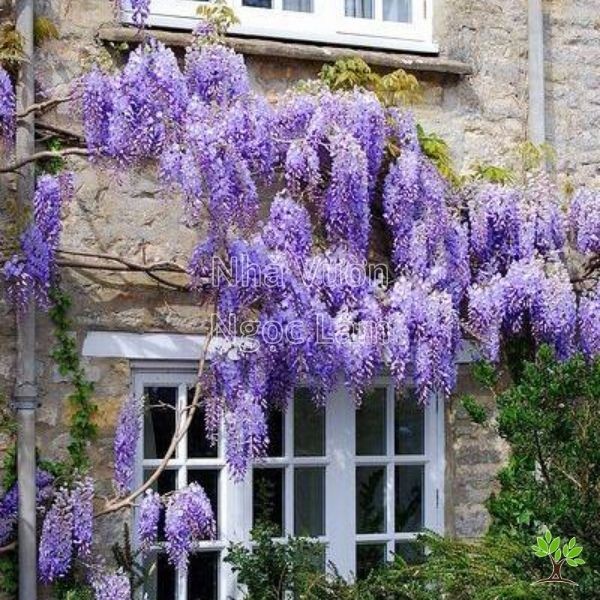 Purple Wisteria blooms cascading from a trellis