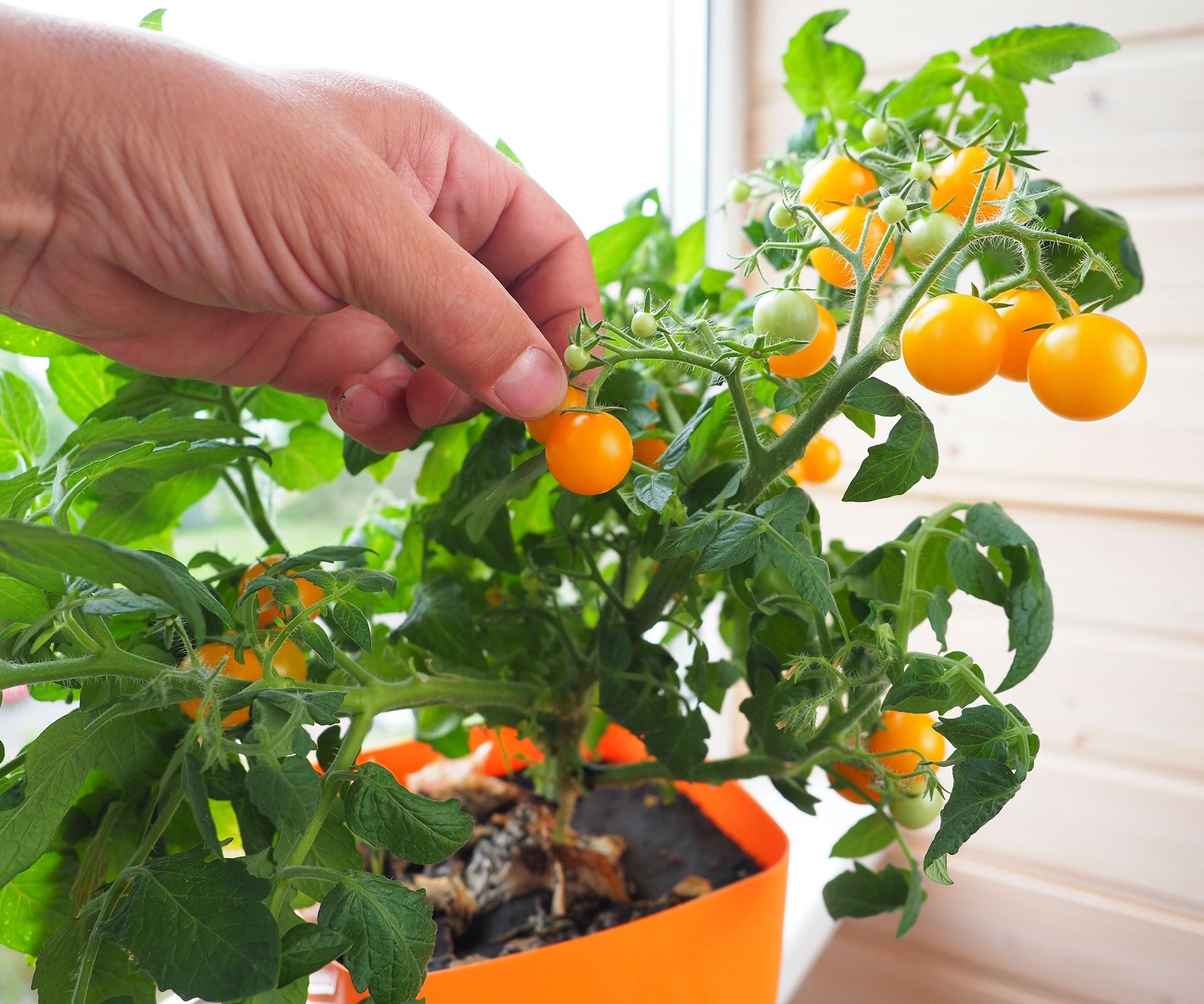 Red cherry tomatoes growing on a healthy indoor plant in a pot.