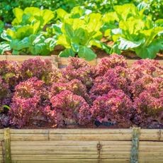 Red leaf lettuce growing in a raised garden bed