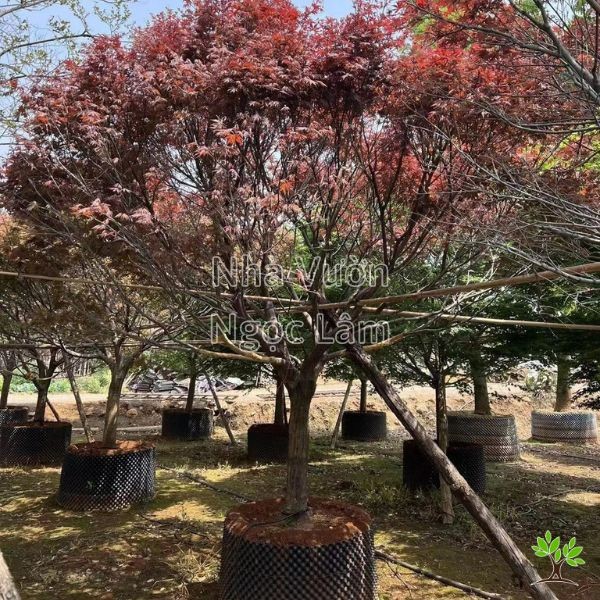 Red Maple tree with vibrant red foliage
