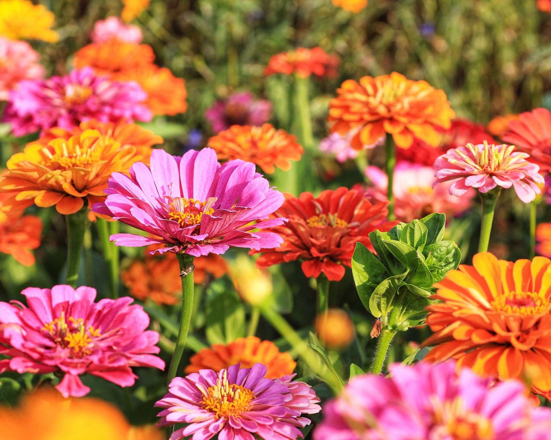 Red, orange, and pink zinnia flowers