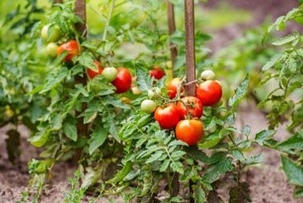Research on beneficial fungus Ceriporia renrata for soil health and tomato growth