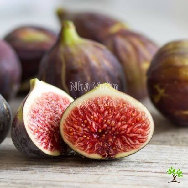Ripe American figs (Sung My), known for their sweet pulp and versatility