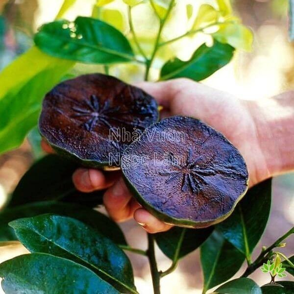 Ripe black sapote fruit, known as chocolate persimmon, a unique tropical produce